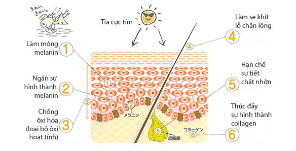 5-cach-ma-vitamin-c-mang-lai-loi-ich-cho-da