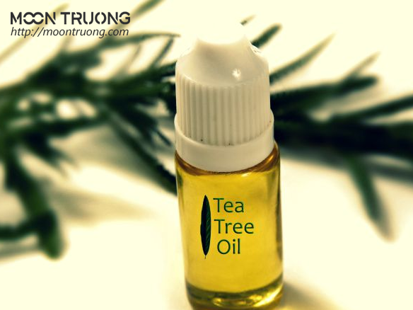 chiet-xuat-tinh-dau-tram-tra-melaleuca-alternifolia-tea-tree-leaf-oil-extract