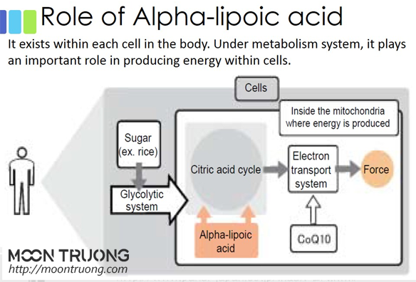 cong-dung-cua-lipoic-acid-trong-duoc-my-pham-la-gi