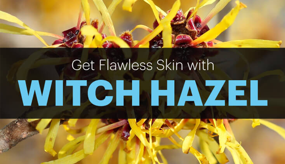 chiet-xuat-cay-phi-witch-hazel-extract-hamamelis-virginiana