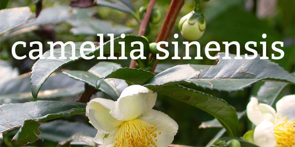 Công dụng của Camellia Sinensis – Chiết xuất tinh chất trà xanh với
