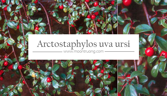 arctostaphylos-uva-ursi-leaf-extract-chat-vang-moi-trong-dieu-tri-nam