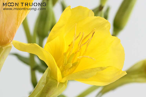 kham-pha-kha-nang-lam-sach-da-cua-tinh-dau-hoa-anh-thao-oenothera-biennis-evening-primrose-oil