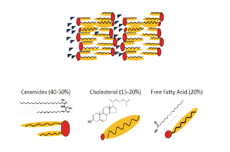 vai-tro-cua-ceramide-3-trong-duong-da