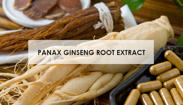 chiet-xuat-nhan-sam-han-quoc-panax-ginseng-root-extract