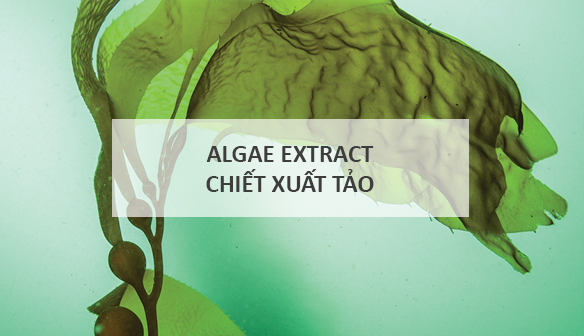 chiet-xuat-tao-bien-algae-extract-chia-khoa-bi-mat-cho-lan-da-hoan-my