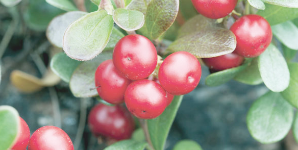 arctostaphylos-uva-ursi-leaf-extract