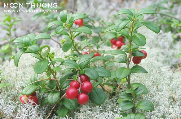 arctostaphylos-uva-ursi-leaf-extract