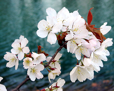 Bàn về chiết xuất hoa Anh Đào Nhật Bản Prunus Yedoensis Leaf Extract