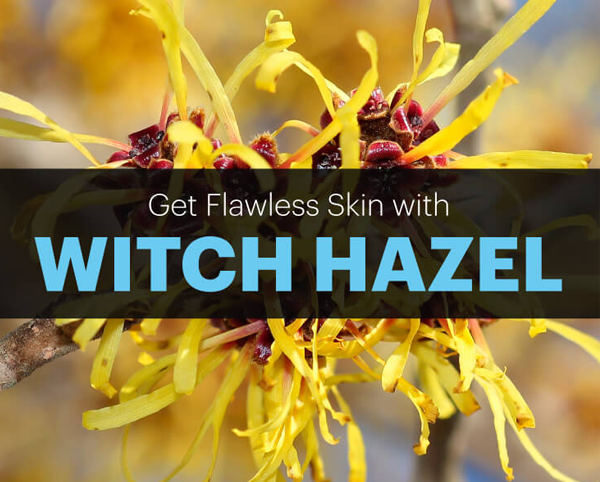 Chiết xuất cây Phỉ - Witch Hazel Extract (Hamamelis Virginiana)