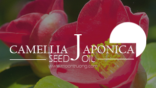 Trẻ hóa da với tinh dầu hoa Trà Nhật Bản (Camellia Japonica Seed Oil)