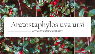 Arctostaphylos Uva-Ursi Leaf Extract: chất vàng mới trong điều trị nám