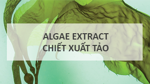 Chiết xuất tảo biển Algae Extract: chìa khóa bí mật cho làn da hoàn mỹ