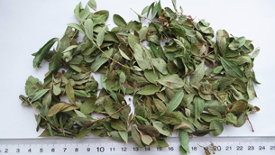 Arctostaphylos Uva-Ursi Leaf Extract